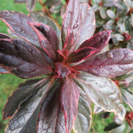 Azalea japonica hot shot variegata