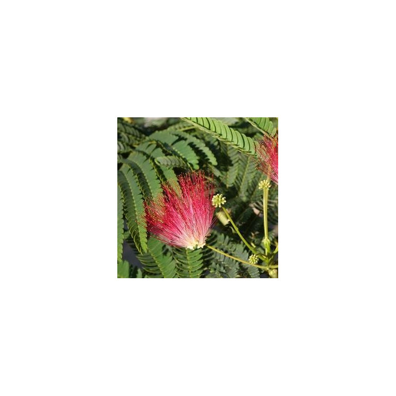 Albizia rouge de Tuilière