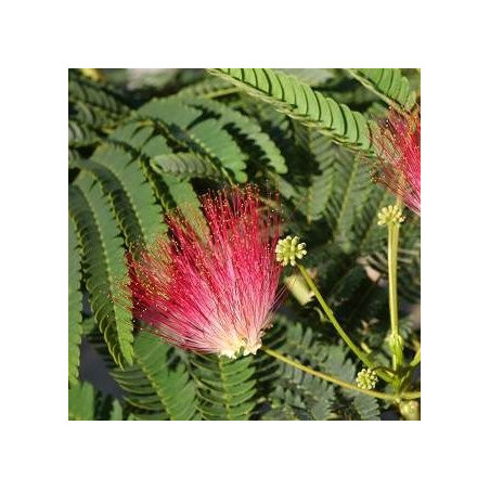 Albizia rouge de Tuilière