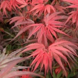 Acer palmatum 'Shaina'