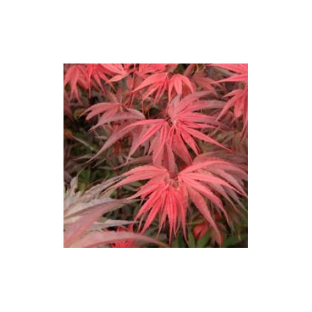 Acer palmatum 'Shaina'