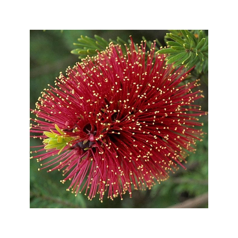 Kunzea baxteri
