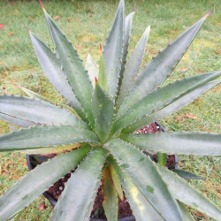 Agave decipiens minor