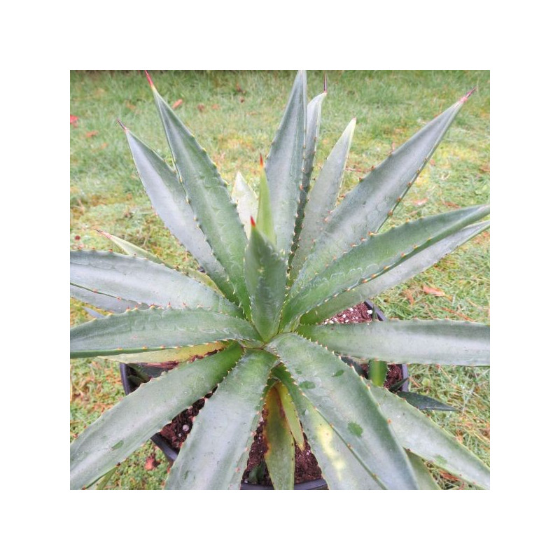 Agave decipiens minor