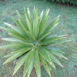 Agave decipiens