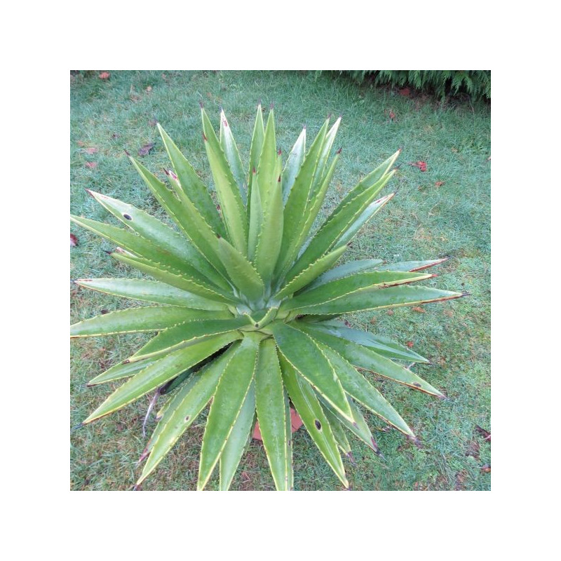 Agave decipiens