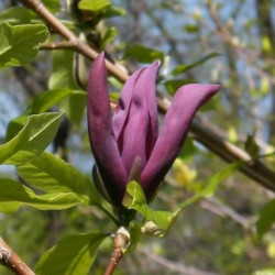 Magnolia black beauty