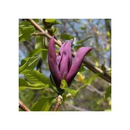 Magnolia black beauty