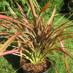 Phormium Jessie®