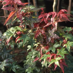 Acer palmatum 'shindeshojo'