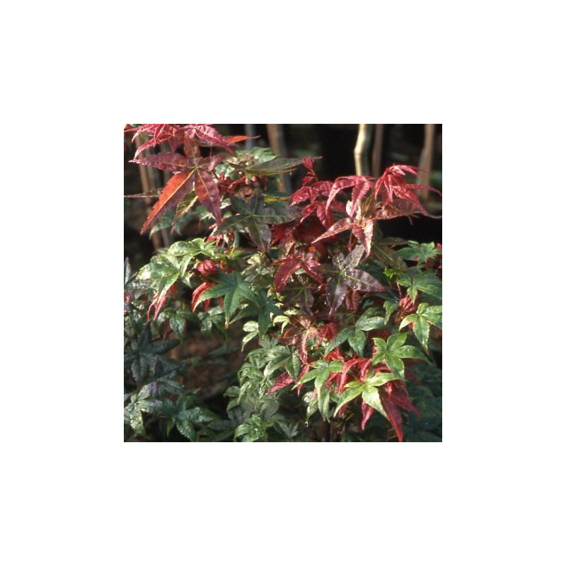 Acer palmatum 'shindeshojo' feuillage