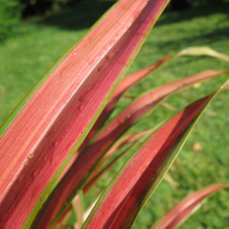 Phormium Jessie®