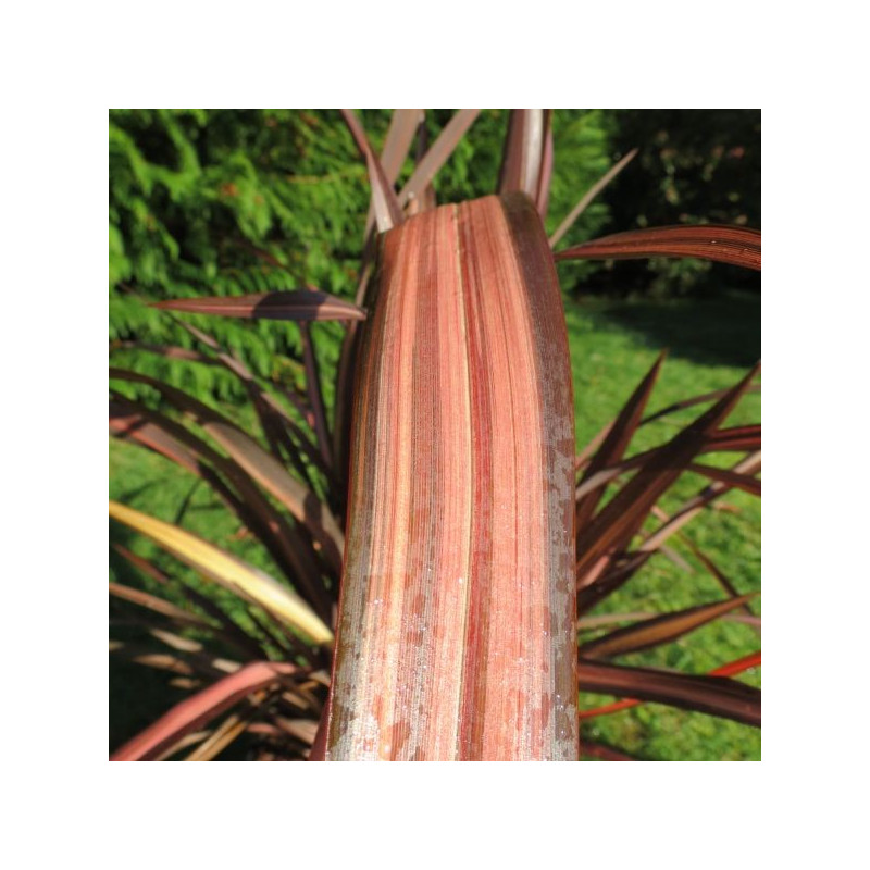 Phormium veneer®