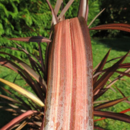 Phormium veneer®