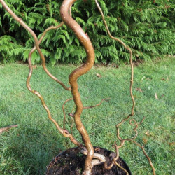 Corylus avellana contorta