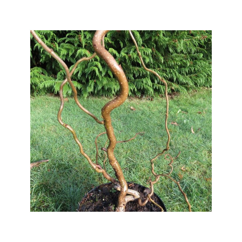 Corylus avellana contorta