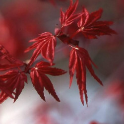 Acer palmatum 'shindeshojo' feuillage