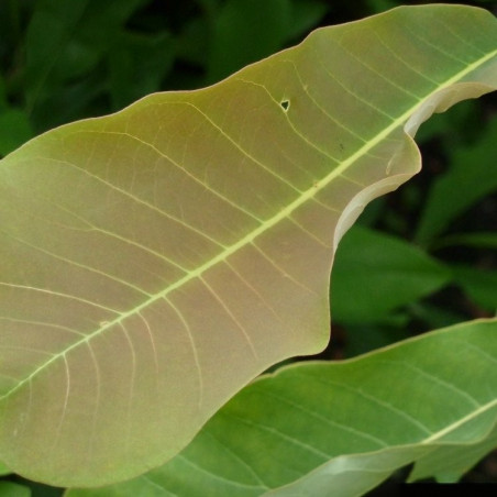 Magnolia officinalis biloba