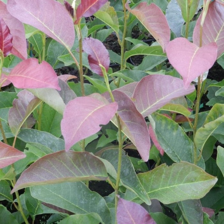 Magnolia salicifolia concolor
