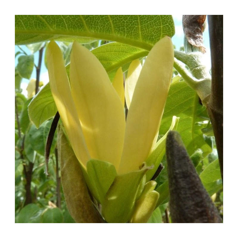 Magnolia daphne