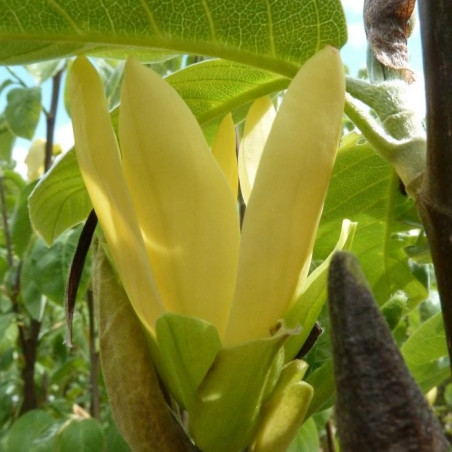 Magnolia daphne