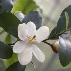 Michelia summer snowflake