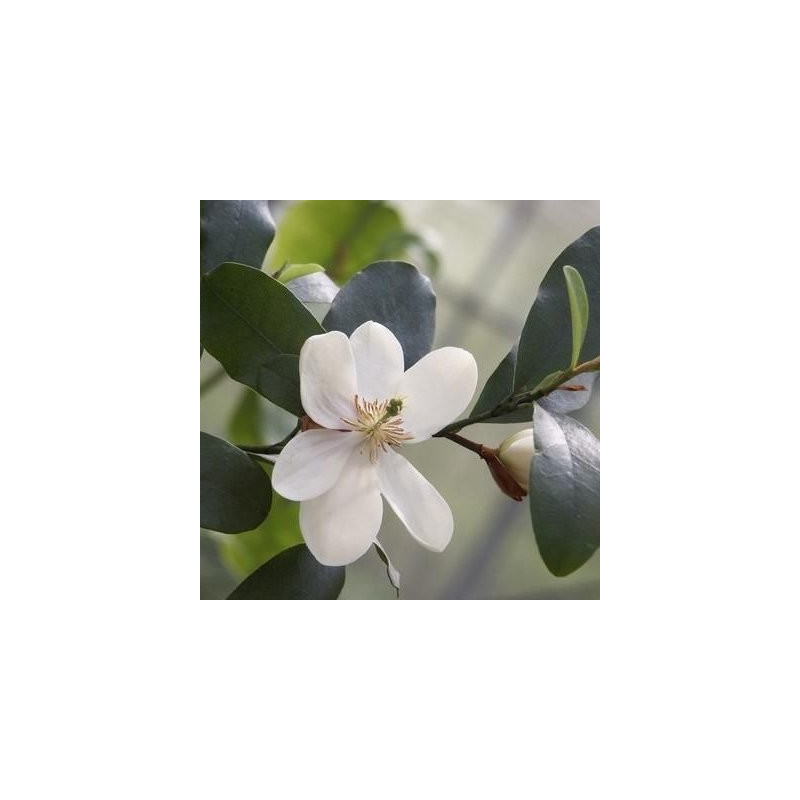 Michelia summer snowflake