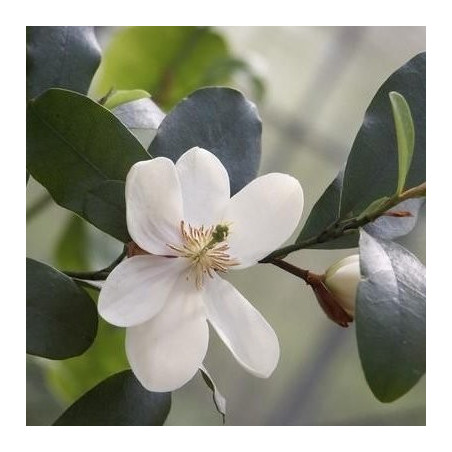 Michelia summer snowflake