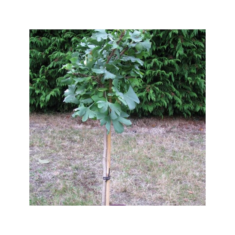 Ginkgo biloba Mariken 3 l