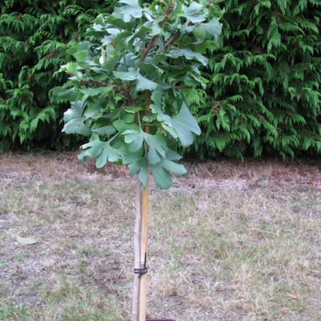 Ginkgo biloba Mariken 3 l