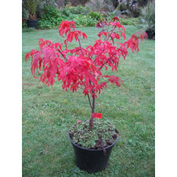 Acer palmatum 'shirazz'