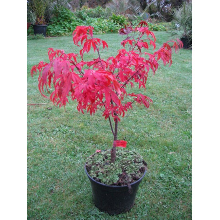 Acer palmatum 'shirazz'