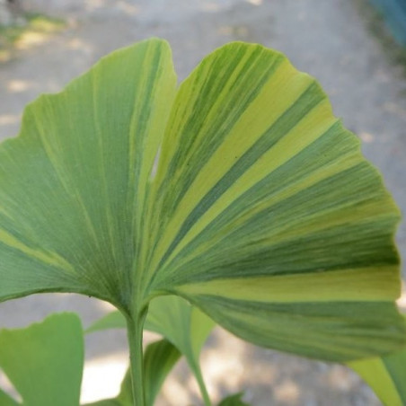 Ginkgo Montezuma