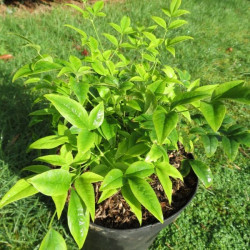 Nandina lemon lime