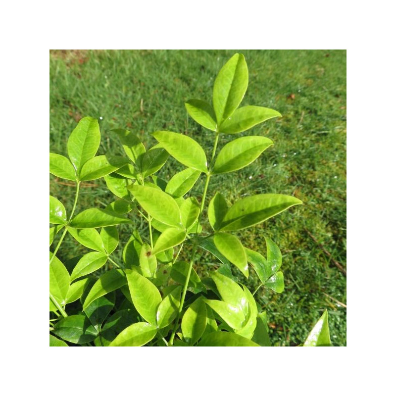 Nandina lemon lime