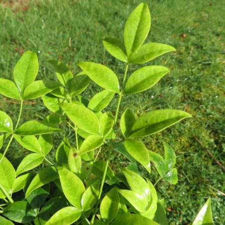 Nandina lemon lime