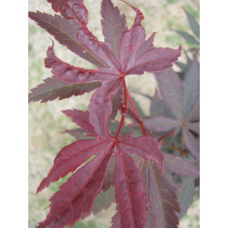 Acer palmatum 'Skeeters broom' feuillage