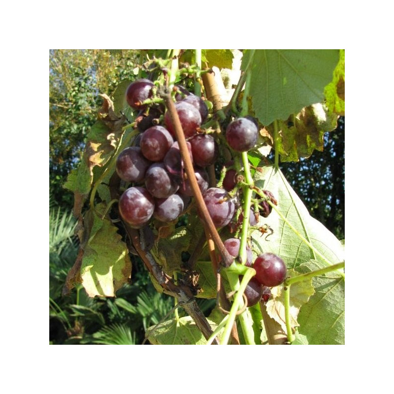 Vitis fragola rouge