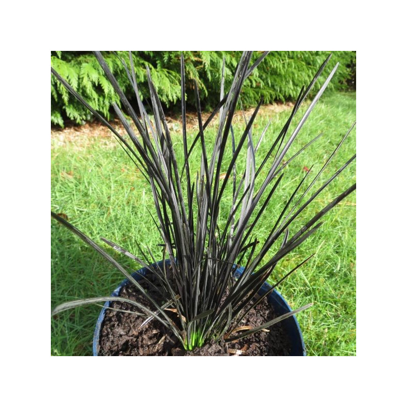 Ophiopogon Hosoba Hokuryu® Ophiopogon Hosoba Hokuryu®