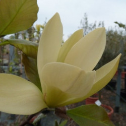 Magnolia solar flair