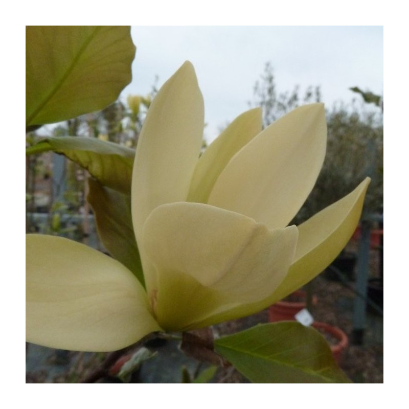 Magnolia solar flair
