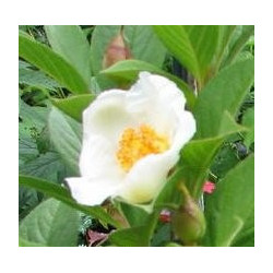 Stewartia pseudocamellia koreana