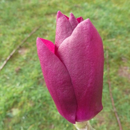 Magnolia cleopatra