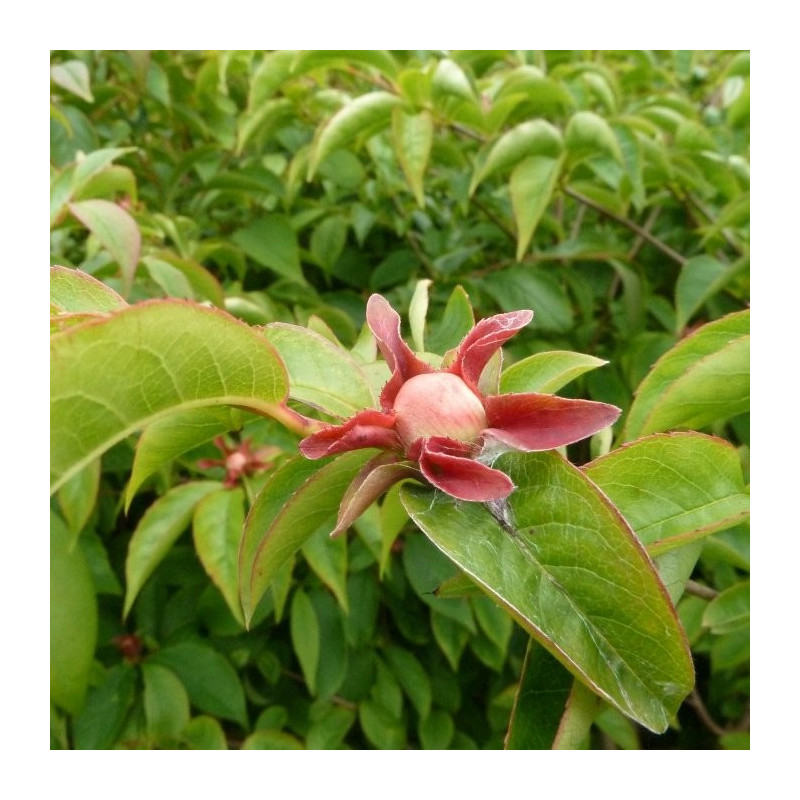 Stewartia rostrata