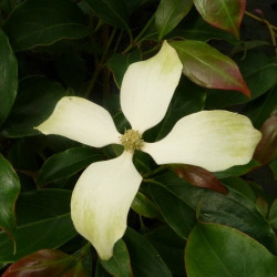 Cornus hongkongensis