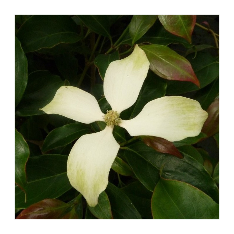 Cornus hongkongensis