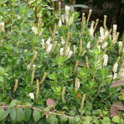 Clethra alnifolia sixteen candles