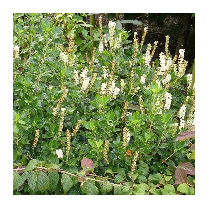 Clethra alnifolia sixteen candles