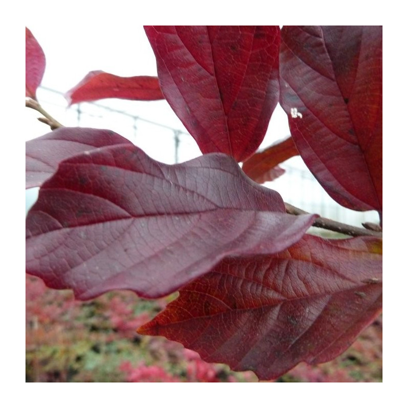 Sycoparrotia semidecidua purple haze