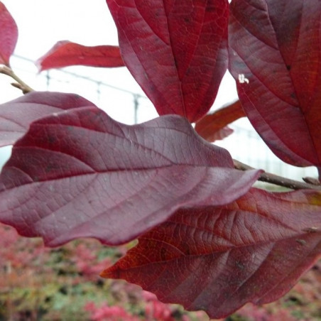 Sycoparrotia semidecidua purple haze